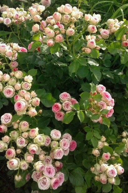 Троянда спрей Мімі Еден|Rose ‘Mimi Eden’|Роза спрей Мими Эден